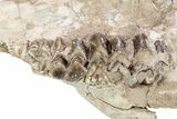 Partial Oreodont (Merycoidodon) Upper Skull - South Dakota #285654-2